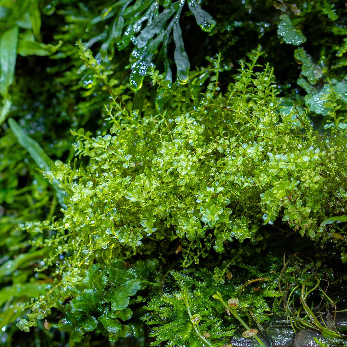 Plagiomnium sp. 'Thyme Moss'